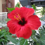 Sumela Garden 3*