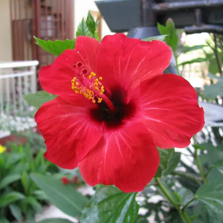 Sumela Garden 3*