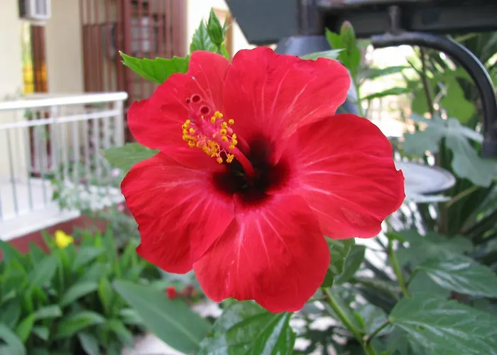 Sumela Garden 3*